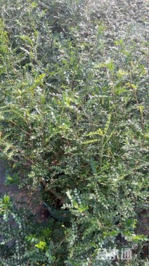 高度50厘米胡椒木