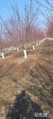 高度450厘米印第安魔力海棠