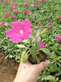 高度15厘米矮牵牛