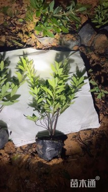 高度35厘米毛鹃