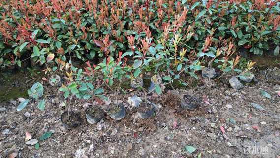 高度50厘米红叶石楠小苗