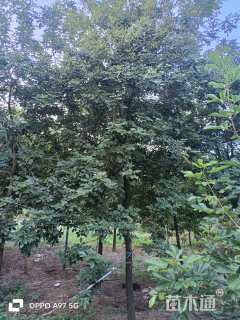 15公分黄花风铃木