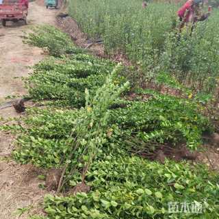 高度100厘米北海道黄杨