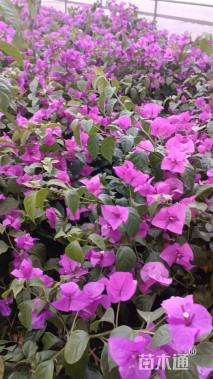 高度60厘米三角梅