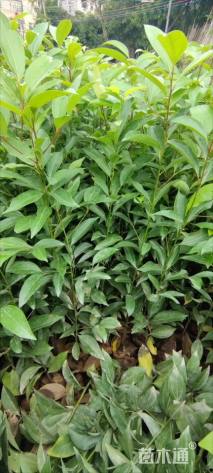 高度30厘米阴香小苗