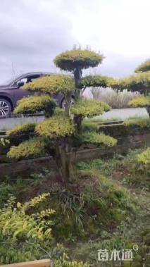 12公分造型亮晶女贞