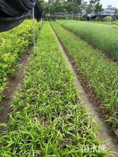 高度20厘米常绿萱草