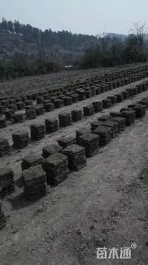 草块状马尼拉草