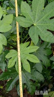 高度40厘米八角金盘