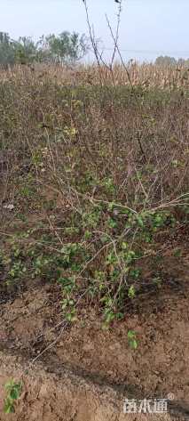 高度80厘米贴梗海棠