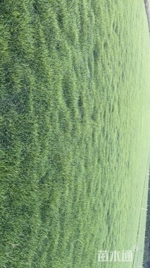 草块状马尼拉草