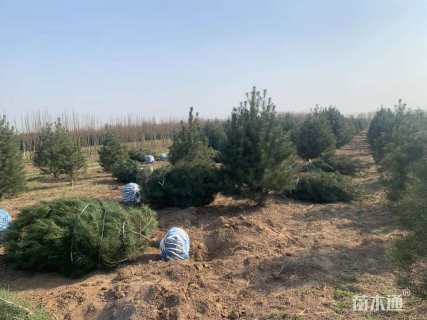 高度300厘米白皮松