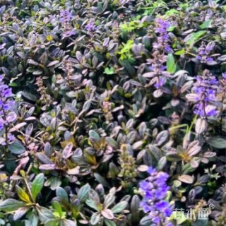 高度10厘米多花筋骨草