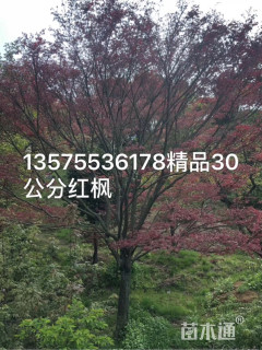 30公分红枫