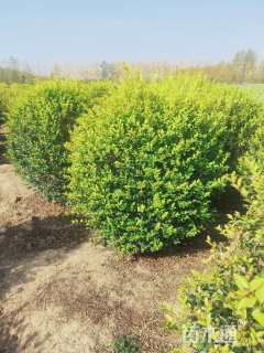 冠幅180厘米金叶女贞球