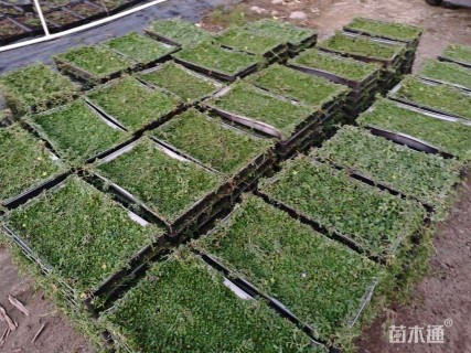 高度5厘米姬岩垂草