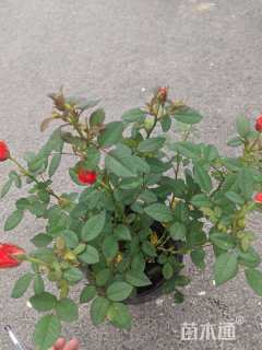 高度25厘米欧洲月季