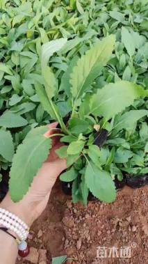 高度20厘米鼠尾草