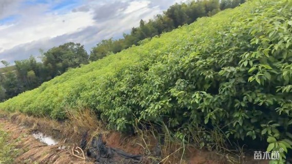 高度100厘米香樟小苗