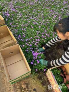 高度16厘米姬小菊