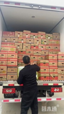 高度30厘米丽格海棠