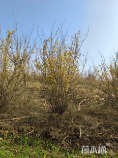 高度250厘米丛生石榴