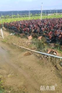 高度40厘米黑金刚橡皮树