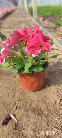 高度20厘米牵牛