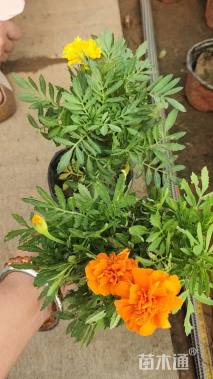 高度60厘米细叶美女樱