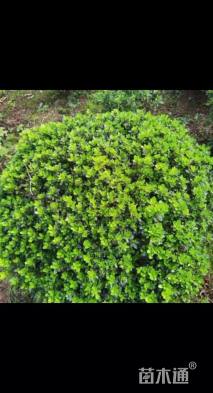 高度80厘米夏鹃