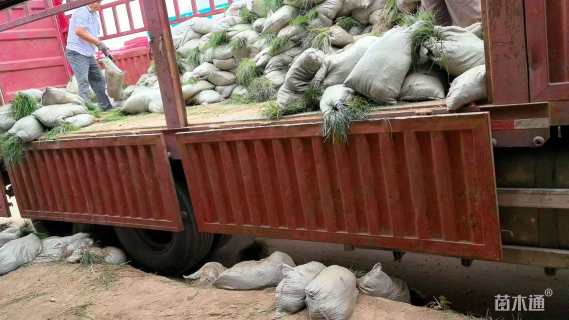 高度20厘米细叶麦冬草