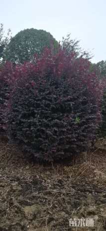 冠幅150厘米红花继木球