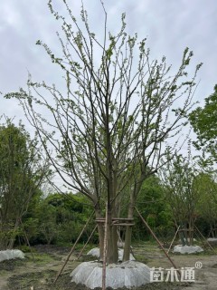 18公分(5杆)丛生朴树