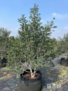 高度200厘米茶梅