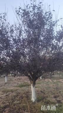 12公分紫叶矮樱