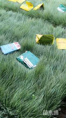 高度20厘米坡地毛冠草