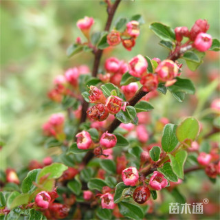 高度50厘米平枝荀子