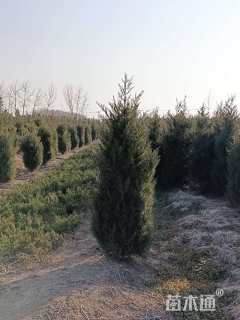 高度110厘米塔柏