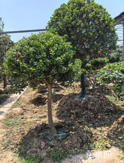 10公分无刺枸骨