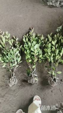 高度50厘米红叶石楠小苗