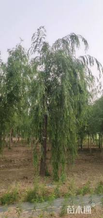 15公分青皮垂柳