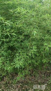 地栽苗斑竹