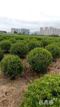 冠幅90厘米海桐球