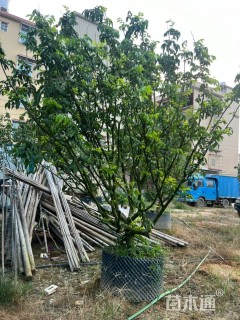 高度3.0厘米黄皮