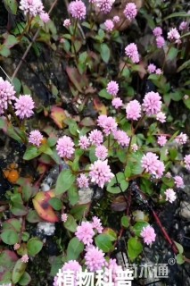 高度10厘米头花蓼