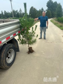 高度150厘米黑松