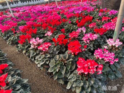 高度40厘米仙客来