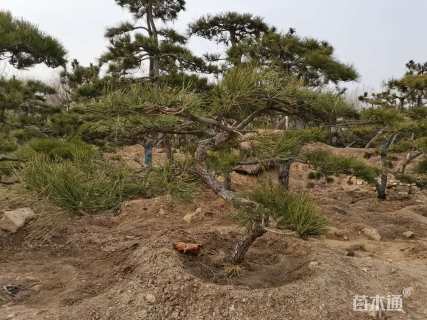 高度150厘米黑松