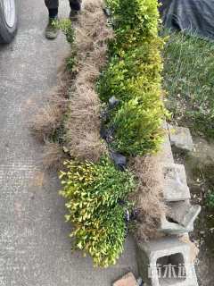 高度35厘米瓜子黄杨