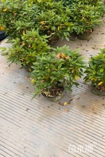 高度40厘米毛鹃